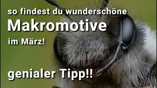 So findest du wunderschöne Makromotive im März/ Wildbienen 2023/ genialer Tipp!! (Lumix FZ300)