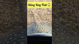 Beautiful Wild Stingray Fish😱