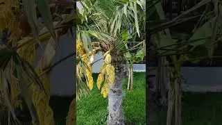 Так выглядит цветущая пальма