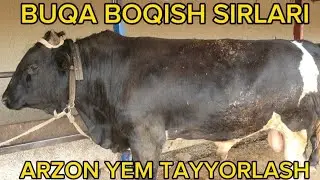 BUQALARIM QANDAY BOQILYAPTI