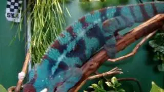 Jduenas32 Contest Entry - Lizards Category
