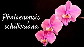 How to care for the Phal. schilleriana | light, watering and reblooming