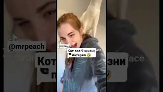 угар #кот #cat #смешные #тикток #shorts