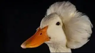 GLADVALAKAS был убит Гусь...