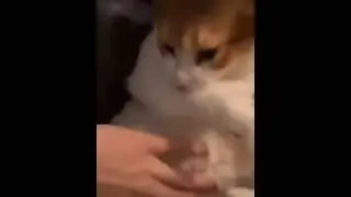 кот превратился в титана