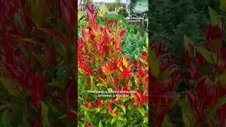 Декоративный кустарник с божественным названием 👑