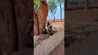 Monkey | rajgir vlog |Travel vlog | Nature vlog #nature #monkey #mountains #shorts