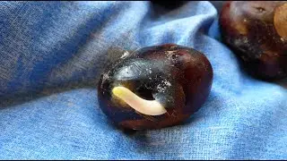 Vernalizzazione / Stratificazione fredda i risultati! Gardeners World dal Giardino di Monfestino