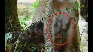 Very Poor Baby Lori So Hungry| Amari Not Kind About Milk To baby, Lori Try again and again.