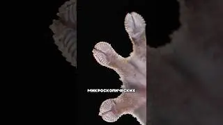 How does the Velcro on a gecko's foot work? 