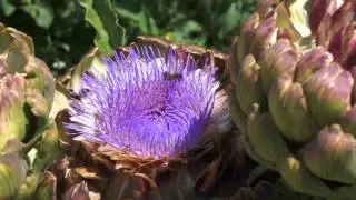 Dead Bee