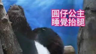 Yuan Zai sleeping with a leg propped up: truly the most unique panda 08/25/2026