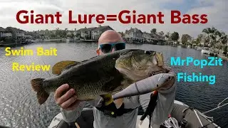 Giant bass smashes giant 9 inch swim bait. MrPopZit Fishing.