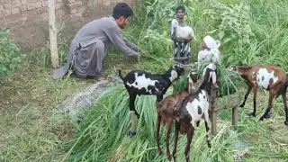 Finly AJ mie na Apni goaty kalya ghaas kat leya 🥰