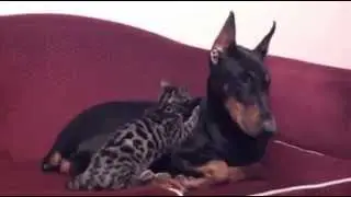 Friend snugs cat & dog :3