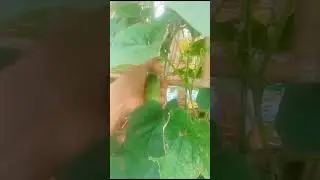 PANEN TIMUN
