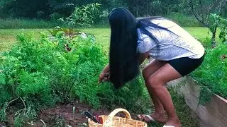 Harvesting carrots beets celery | Relaxing
