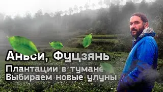 Аньси. Туманные плантации улунов. Плантации для туристов.
