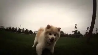 Cat and dog relation with Gopro camera