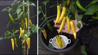 Faire pousser du Piment de Cayenne Jaune, un piment très piquant ! | Growing Yellow Cayenne Pepper