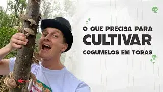 Guia Para Iniciantes: O que precisa para cultivar cogumelos em toras