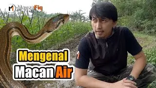 Berkenalan Dengan Ular Macan Air (Xenochrophis Melanzostus)