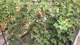 Садовая ежевика Вон.