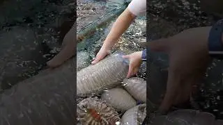 거대 심해 생물 찜요리 - Bathynomus giganteus