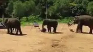 Elephant Drawing