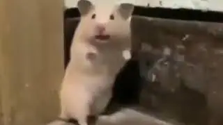 Пугливый хомяк!