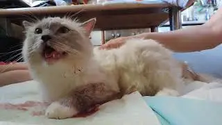 Кошкины роды (Ragdoll Cat)