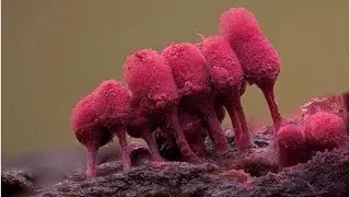 «Гнилая плесень Евтух»: вот так жестко и бескомпромиссно называли витию нетолерантные сквернословы