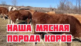 Материнское стадо коров на ферме
