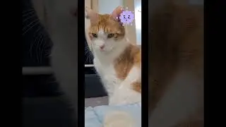 единственная умная мысль #кот #рыжий #юмор
