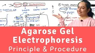 Gel Electrophoresis | Agarose Gel Electrophoresis | Procedure of Gel Electrophoresis of DNA