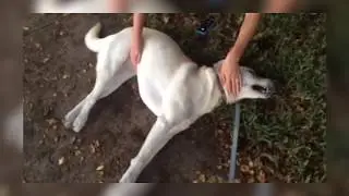 Seizures in Dogs
