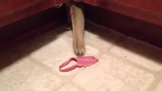 Puma's Annoying Hiding Spot