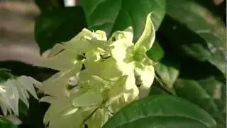 Crepe Myrtle Trees