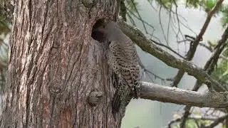 Birdwatching in Vancouver, Canada (2024): Top spots and stunning birds in 4K