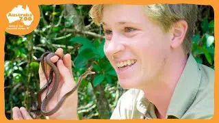 Robert Irwin releases baby snakes | Irwin Family Adventures