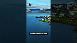 Why Iceland Has No Mosquitoes: Surprising Facts You Didn't Know! | Part 2