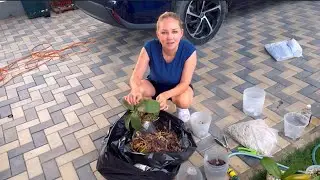 ВЛОГ Мама уехала в Краснодар, вывозит свои вещи, мы остались одни в Анапе