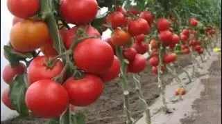 🍅 Помидор бизнеси . Бир ойда 3000$ даромад 🍅. 1-кисм