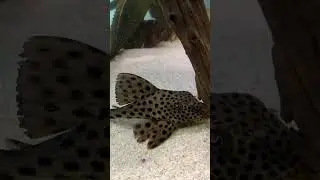 top5 pleco L50 
