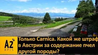 Или 