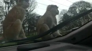 Обезьяны На Машине  Monkeys on Car  WOBURN Safari Park mp4
