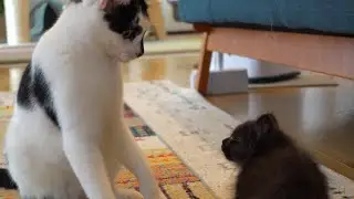 【感動】先住猫と子猫の初接触‥予想外の結末に驚き！