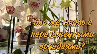 Что случилось с орхидеями после пересадки в кашпо? Моё мнение по поводу горшка "корона"