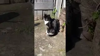 Sunbathing cat