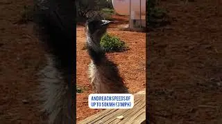 Emus are amazing birds from Australia!